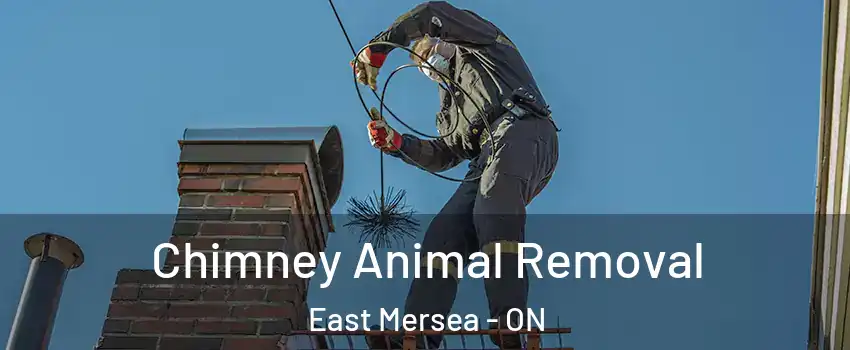  Chimney Animal Removal East Mersea - ON