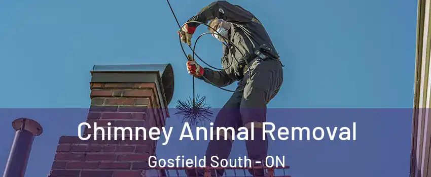 Chimney Animal Removal Gosfield South - ON
