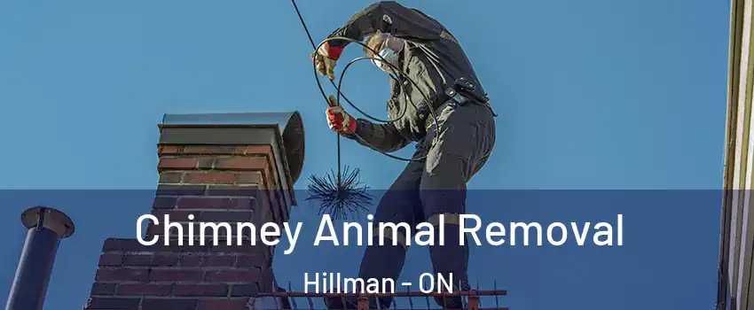 Chimney Animal Removal Hillman - ON