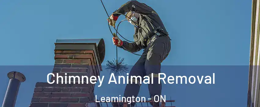  Chimney Animal Removal Leamington - ON
