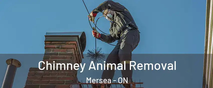  Chimney Animal Removal Mersea - ON