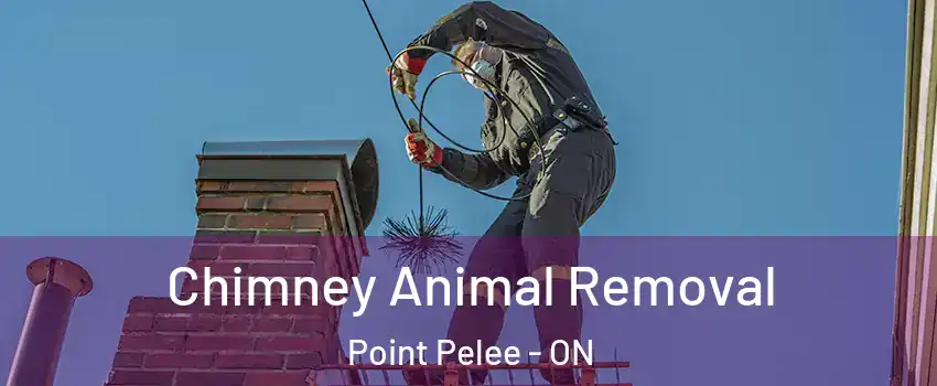  Chimney Animal Removal Point Pelee - ON