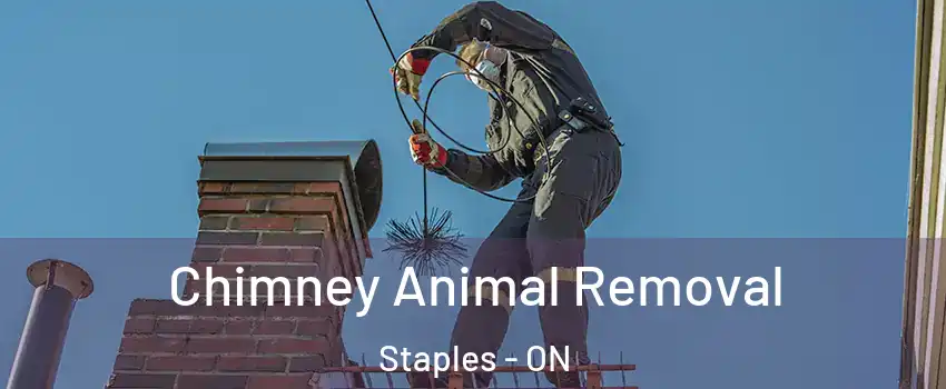  Chimney Animal Removal Staples - ON
