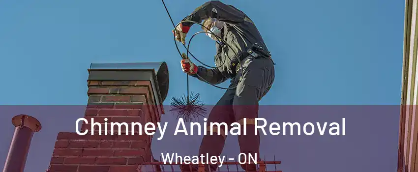  Chimney Animal Removal Wheatley - ON