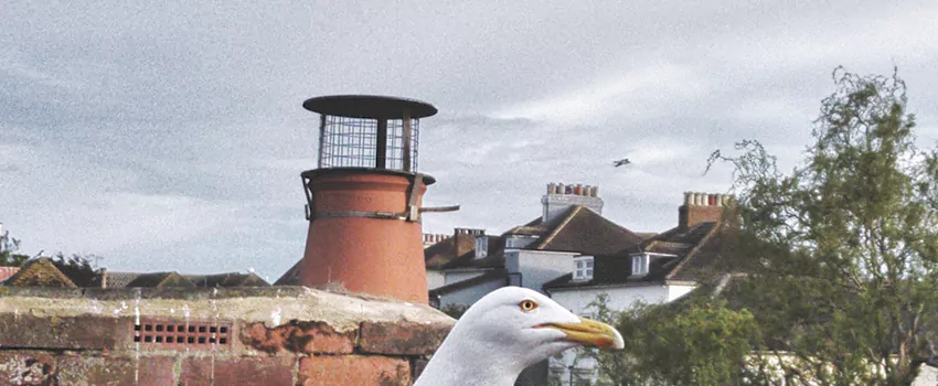 Chimney Cap Bird Guard Repair in Hillman, Ontario